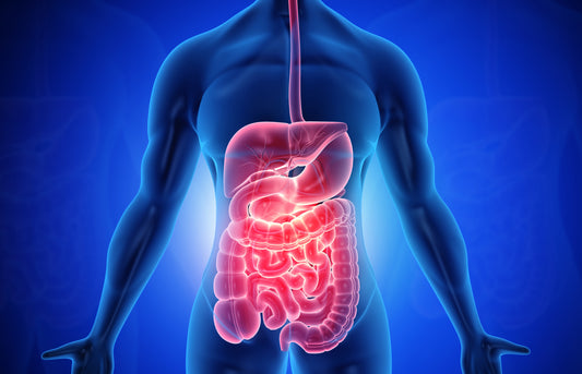 How Your Gut Impacts Overall Health and Performance