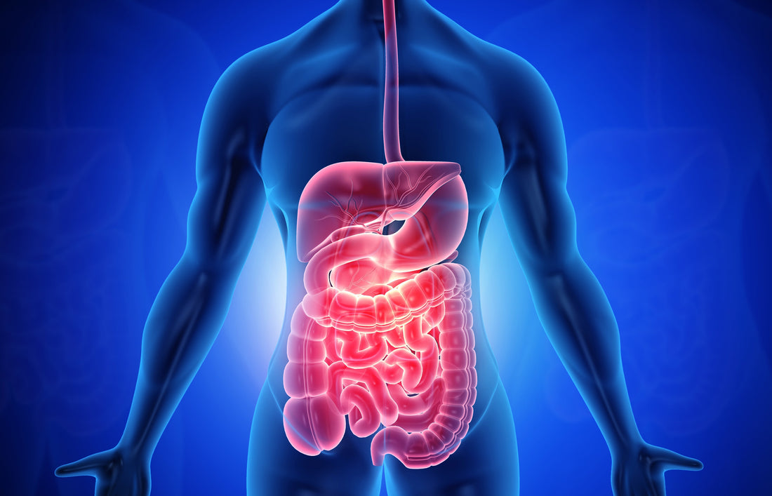 How Your Gut Impacts Overall Health and Performance